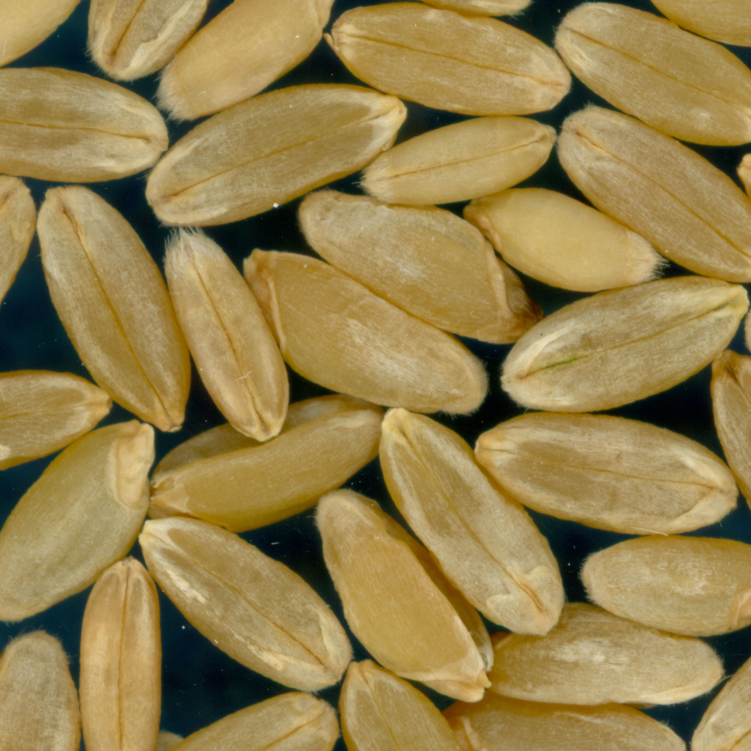 Click for 2 image(s) for this accession. KERNELS